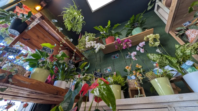 Amazonie Fleuriste