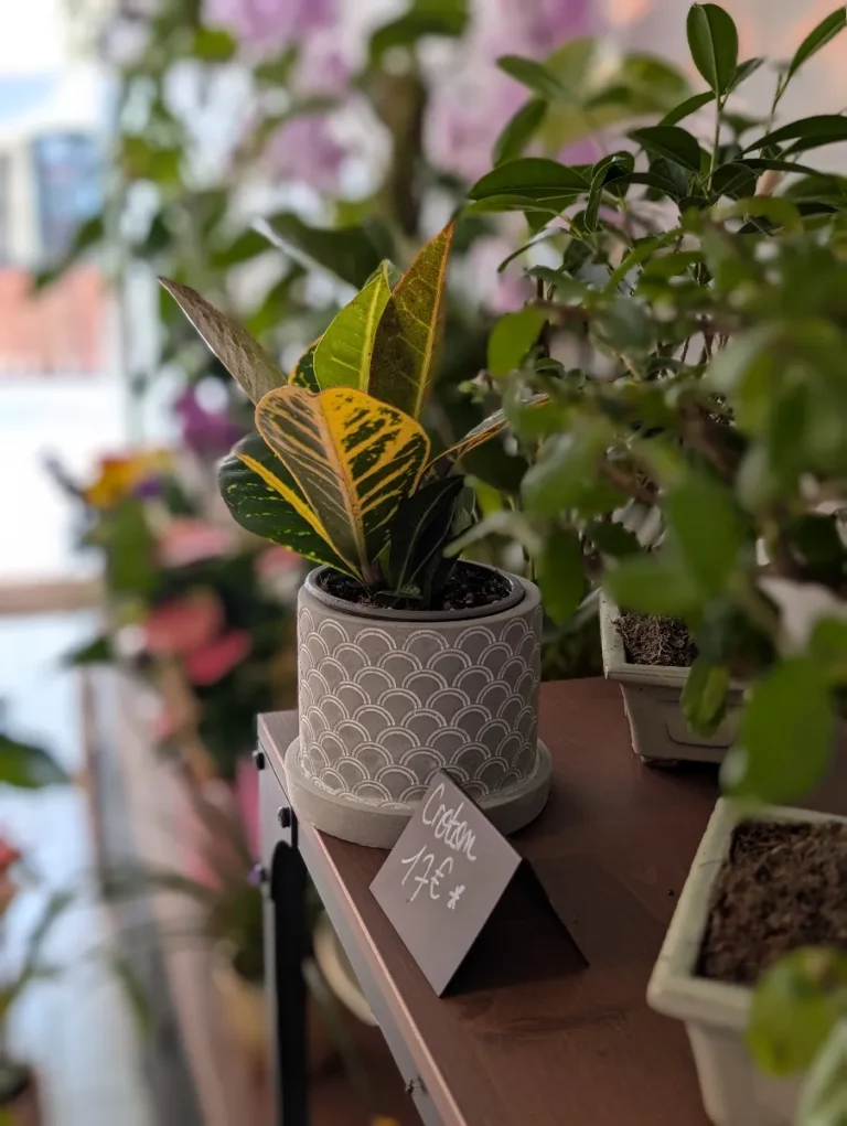 Mon Rêve Fleuri