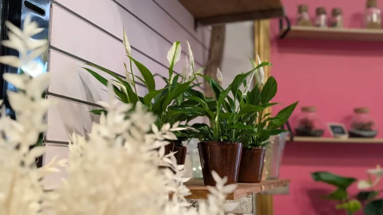 Une Jolie Fleur