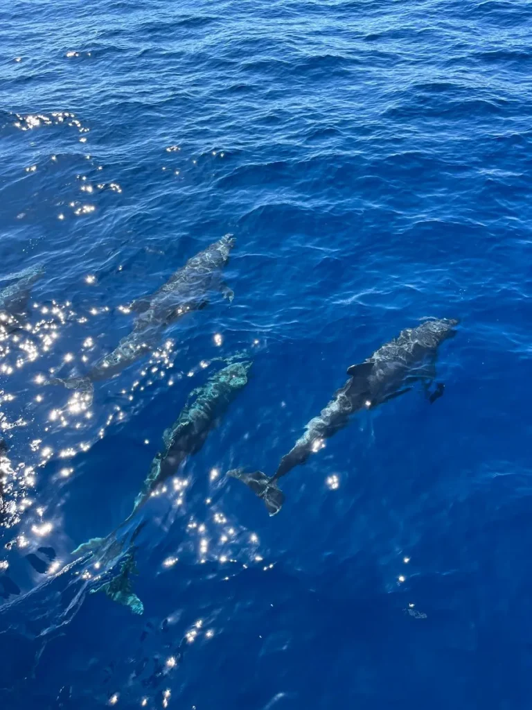Les Bateaux Agathois Grau d'Agde