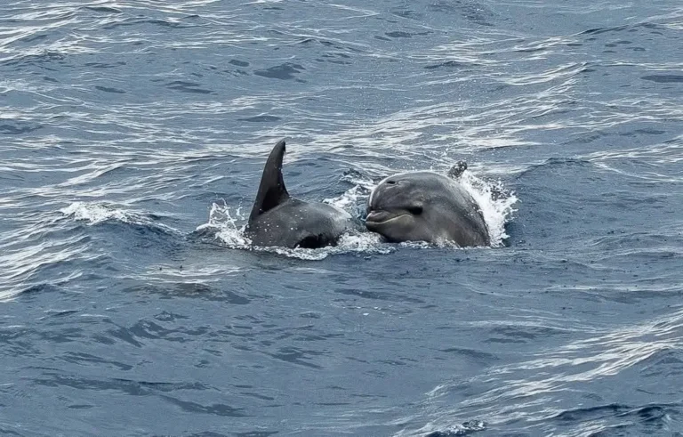 Les Bateaux Agathois Grau d'Agde