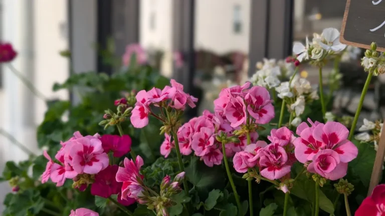 Une Jolie Fleur
