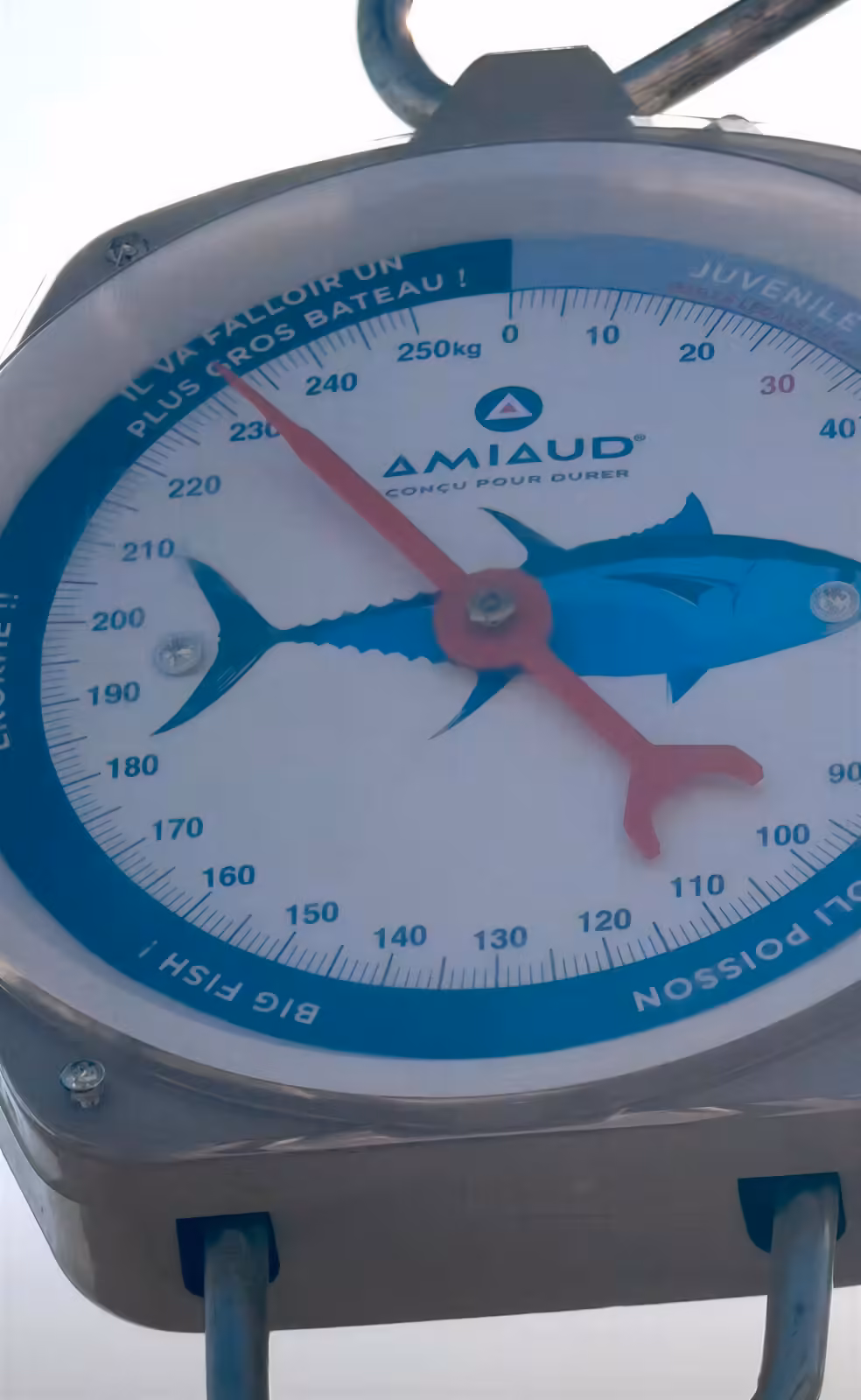 Un thon rouge de 230 kg pêché à la canne au large de Sète en août 2026 - peson pesee thon rouge 230 kg sete hd Peson de pêche gradué jusqu'à 250 kg utilisé pour peser le thon rouge à Sète
