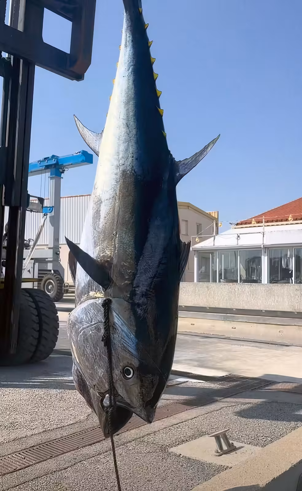 Un thon rouge de 230 kg pêché à la canne au large de Sète en août 2026 - thon rouge portique levage port de sete hd Thon rouge de 2,60 mètres suspendu à un portique de levage sur le port de Sète