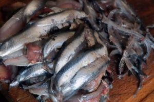 Anchois frais vidés et ouverts en deux, arêtes retirées sur la planche