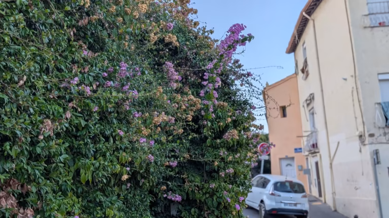 Bougainvillier en fleurs en bordure de la placette Damien Macone à Sète