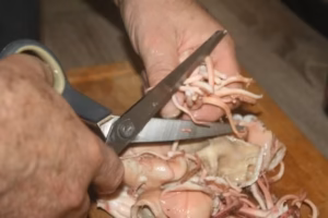Découpe du poulpe cuit aux ciseaux de cuisine sur une planche en bois