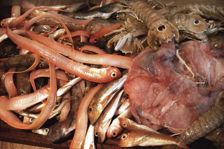 Poissons de soupe, cigales de mer et lotte destinés au bouillon de bouillabaisse