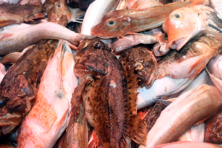 Poisson de soupe rouge, rascasses et grondins, sur un étal de poissonnerie sétoise