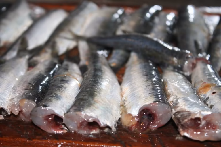 Sardines étêtées et vidées, alignées avant la friture