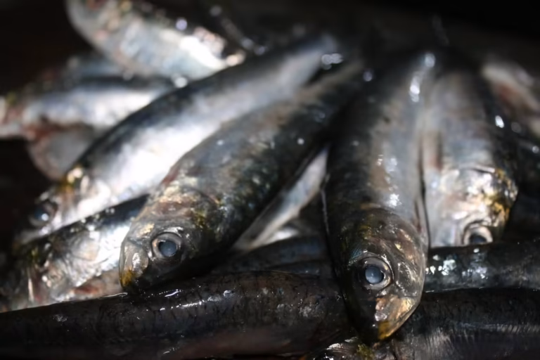 Sardines fraîches entières avant d'être étêtées et vidées