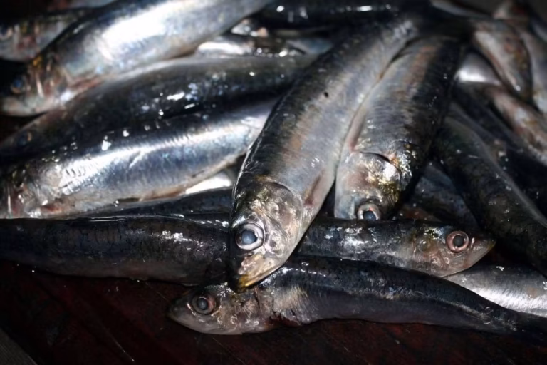 Sardines fraîches entières avant préparation, pêche du jour