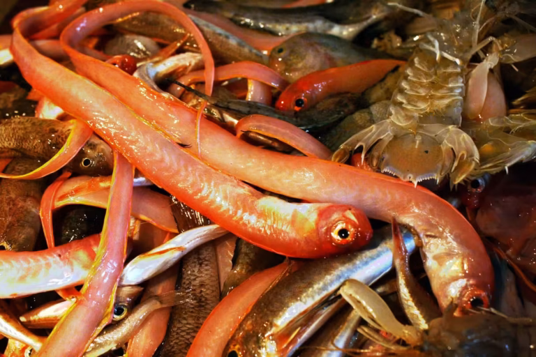 Poissons de soupe rouge, rubans et rougets, avant la soupe de poissons sétoise