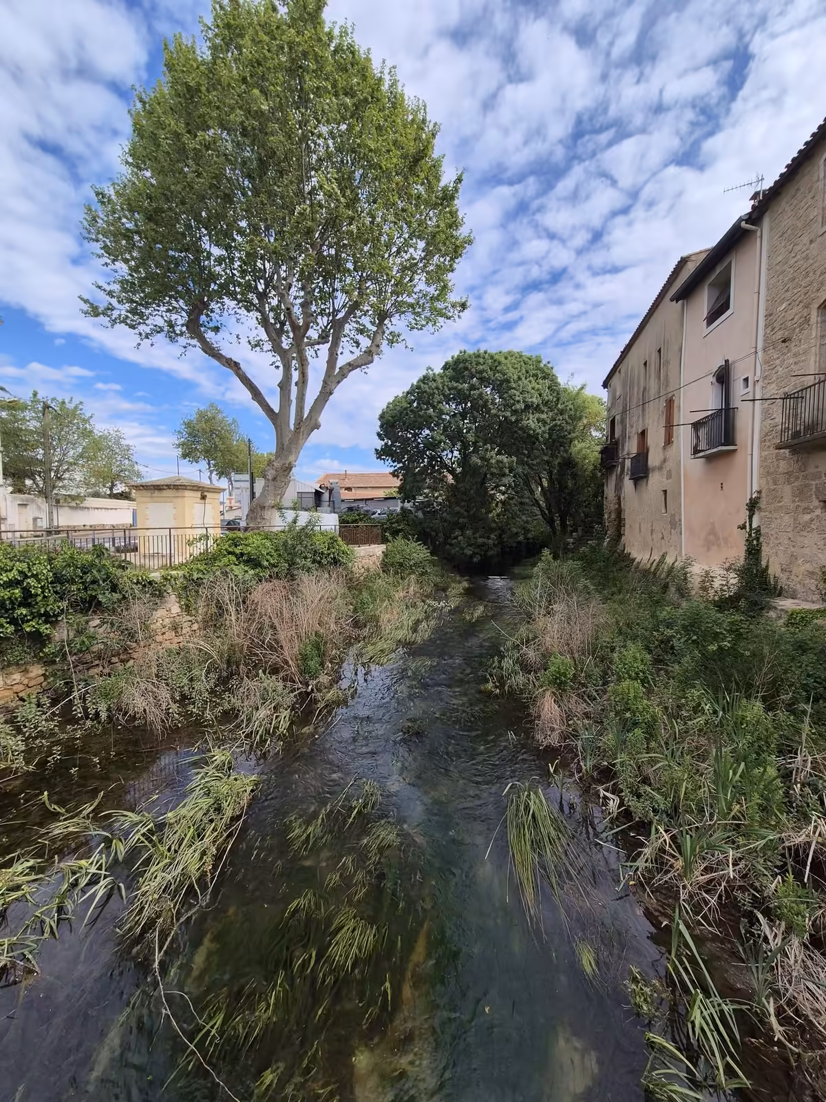 Lit de la Vène à Montbazin, eau claire entre herbes et hélophytes conservées sur les berges