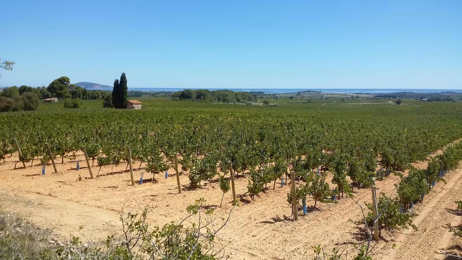 Picpoul de Pinet - vignoble picpoul de pinet vignes etang de thau Vignes de Picpoul de Pinet descendant vers l'étang de Thau sous un ciel bleu