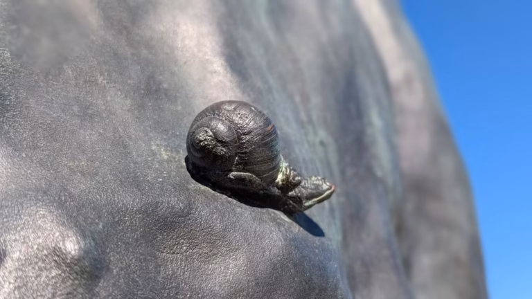 Petit escargot sculpté sur la sculpture Octo