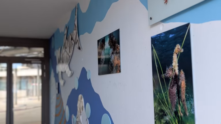 Photographie sous-marine d'un hippocampe sur le mur du préau