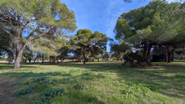 Prairie et pins parasols des Monts d'Agde à Embonne