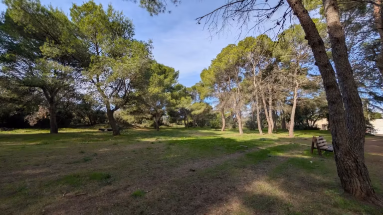 Sous-bois de pins et pelouse des Monts d'Agde