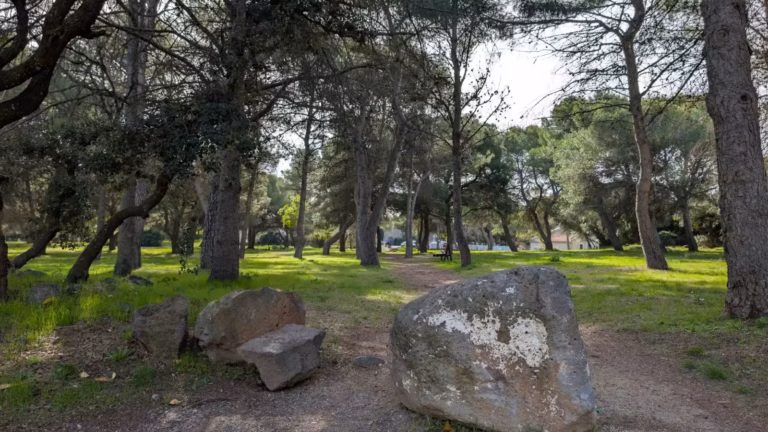 Blocs de basalte sous les pins des Monts d'Agde