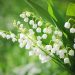 Muguet Sète : où en acheter pour le 1er mai ? Les meilleurs fleuristes