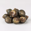 Escargots de mer — ingrédient