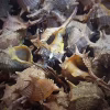 Escargots de mer de Sète, des murex aux coquilles épineuses