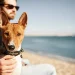 Ici7 Cani Plages A Marseillan 4 Zones Pour Vos Chiens Image 1 7fd24b