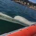 Ici7 Pollution Mer 3 Plages De Sete Fermees Image 1 B8b4e9