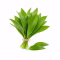 Bouquet de feuilles d'ail des ours vert vif sur fond blanc