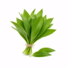 Bouquet de feuilles d'ail des ours vert vif sur fond blanc
