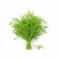 Bouquet d'aneth frais et brins ciselés sur fond blanc