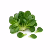 Touffe de mâche fraîche aux petites feuilles arrondies vert foncé