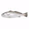 Poisson maigre entier cru vu de profil sur fond blanc