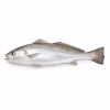 Poisson maigre entier cru vu de profil sur fond blanc