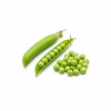 Gousses de petits pois ouvertes et pois verts écossés sur fond blanc