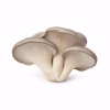 Bouquet de champignons pleurotes gris beige frais sur fond blanc