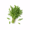 Bouquet de roquette fraîche aux feuilles dentelées sur fond blanc