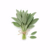 Bouquet de sauge fraîche aux feuilles veloutées sur fond blanc
