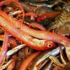 Poissons de soupe rouge, rubans et rougets, avant la soupe de poissons sétoise