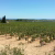 Vignes de Picpoul de Pinet descendant vers l'étang de Thau sous un ciel bleu